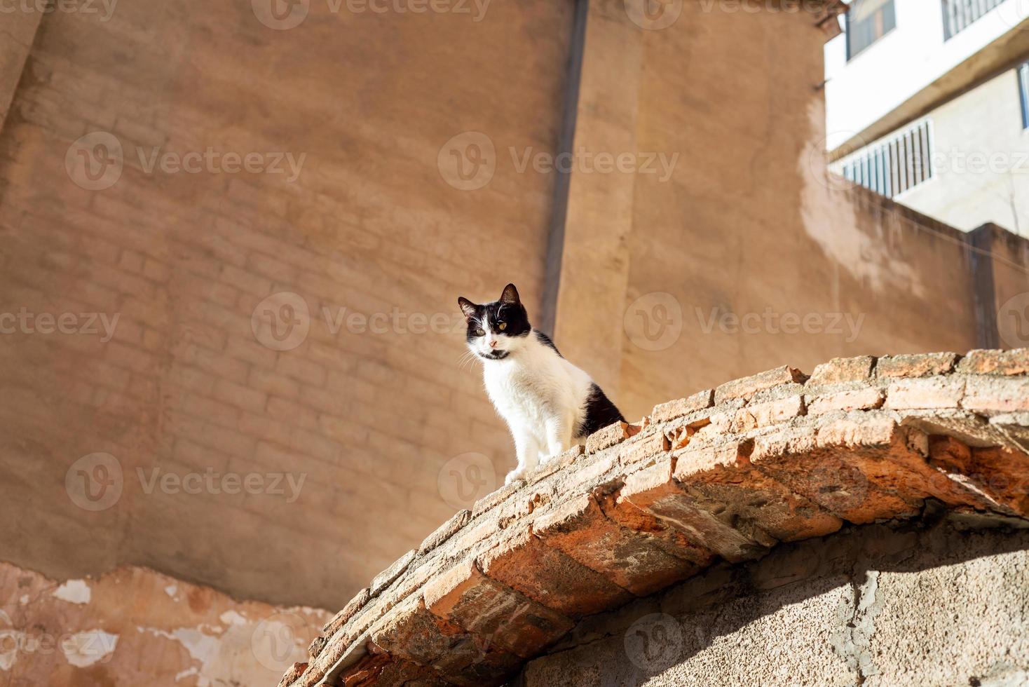black and white cat siting on a brick roof on a sunny day photo