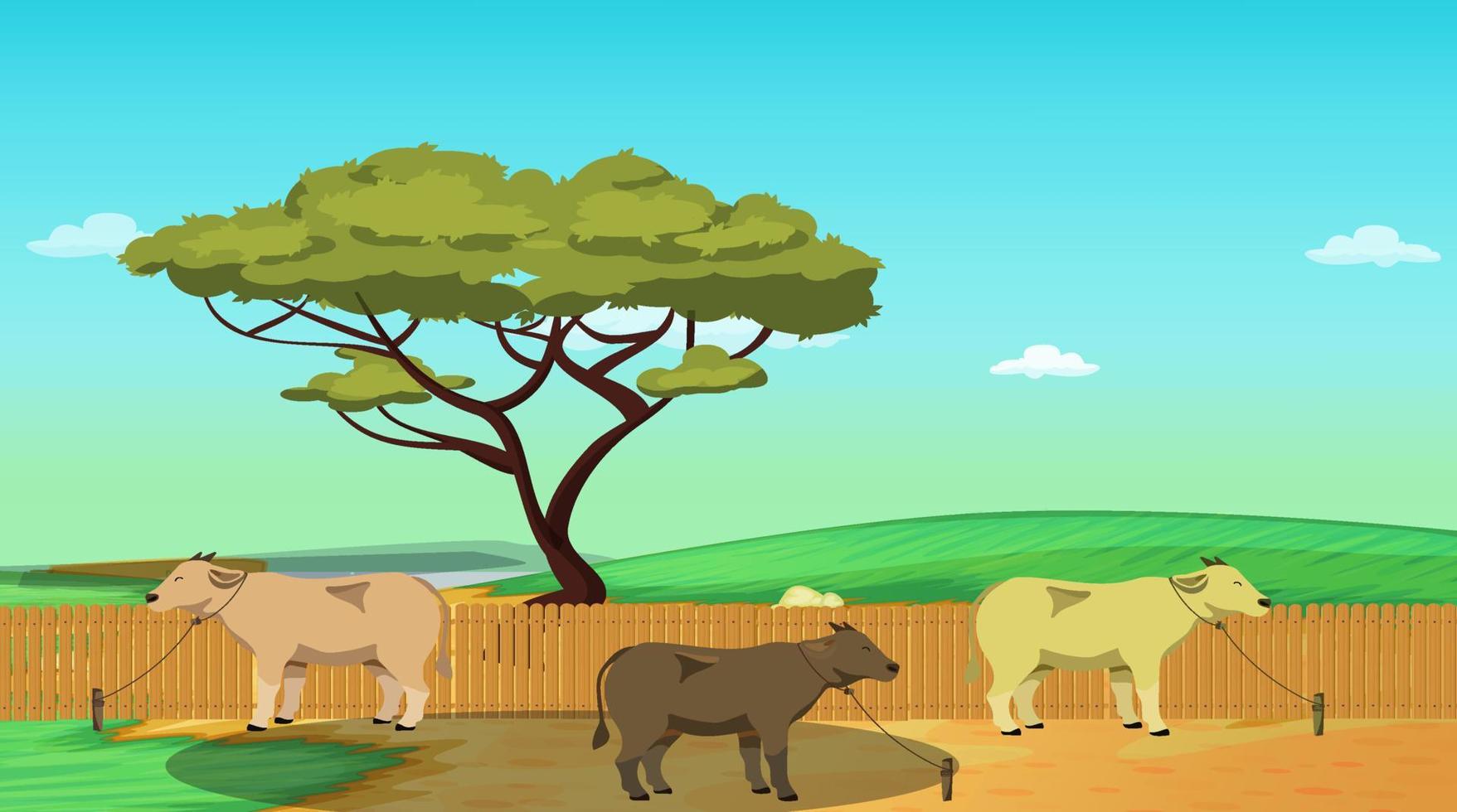 Some cows are standing in paddy field. vector