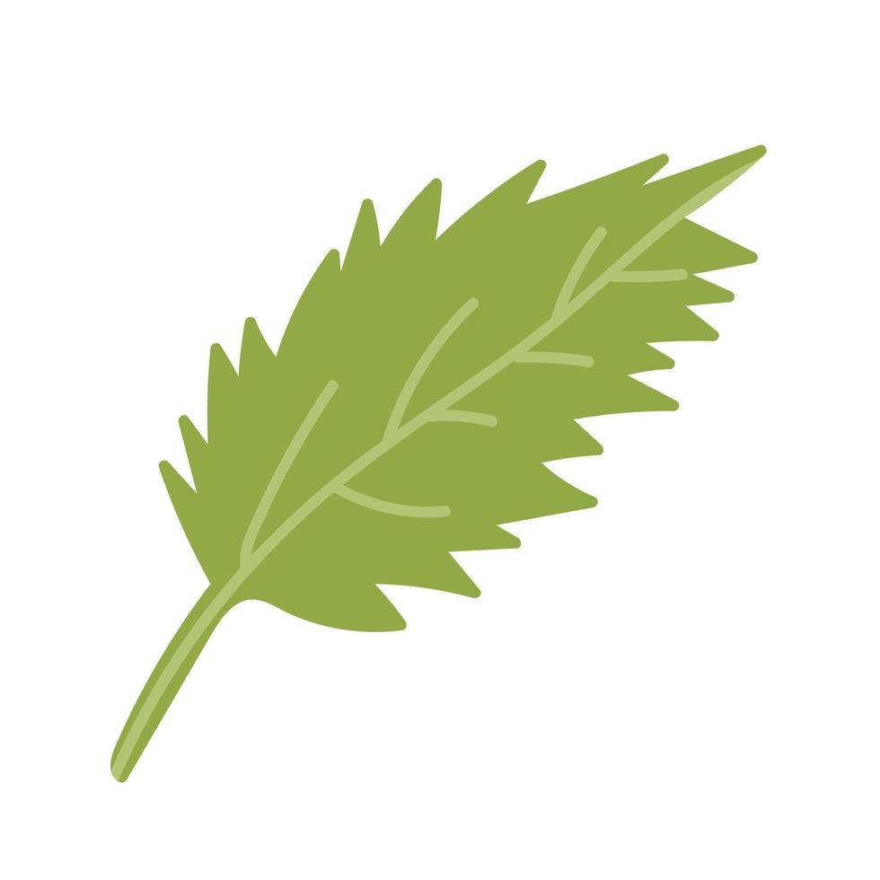 Hand drawn vector leaf illustration. Vector green leaf isolated. Simple cartoon style sketch.