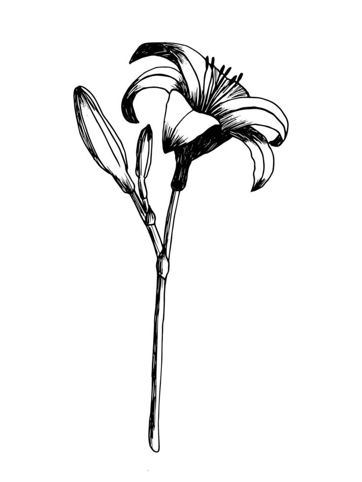 boceto de lirio de día vectorial dibujado a mano. imágenes prediseñadas aisladas sobre fondo blanco. flor de primavera en estilo retro. vector