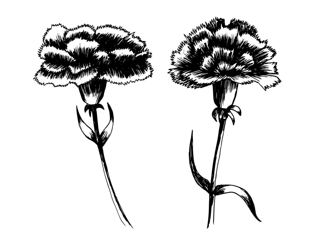 Carnation flower vector set. Hand drawn black and white carnation flowers set. Design for greeting card, invitation, sticker, textile, wallpaper, interior decor.