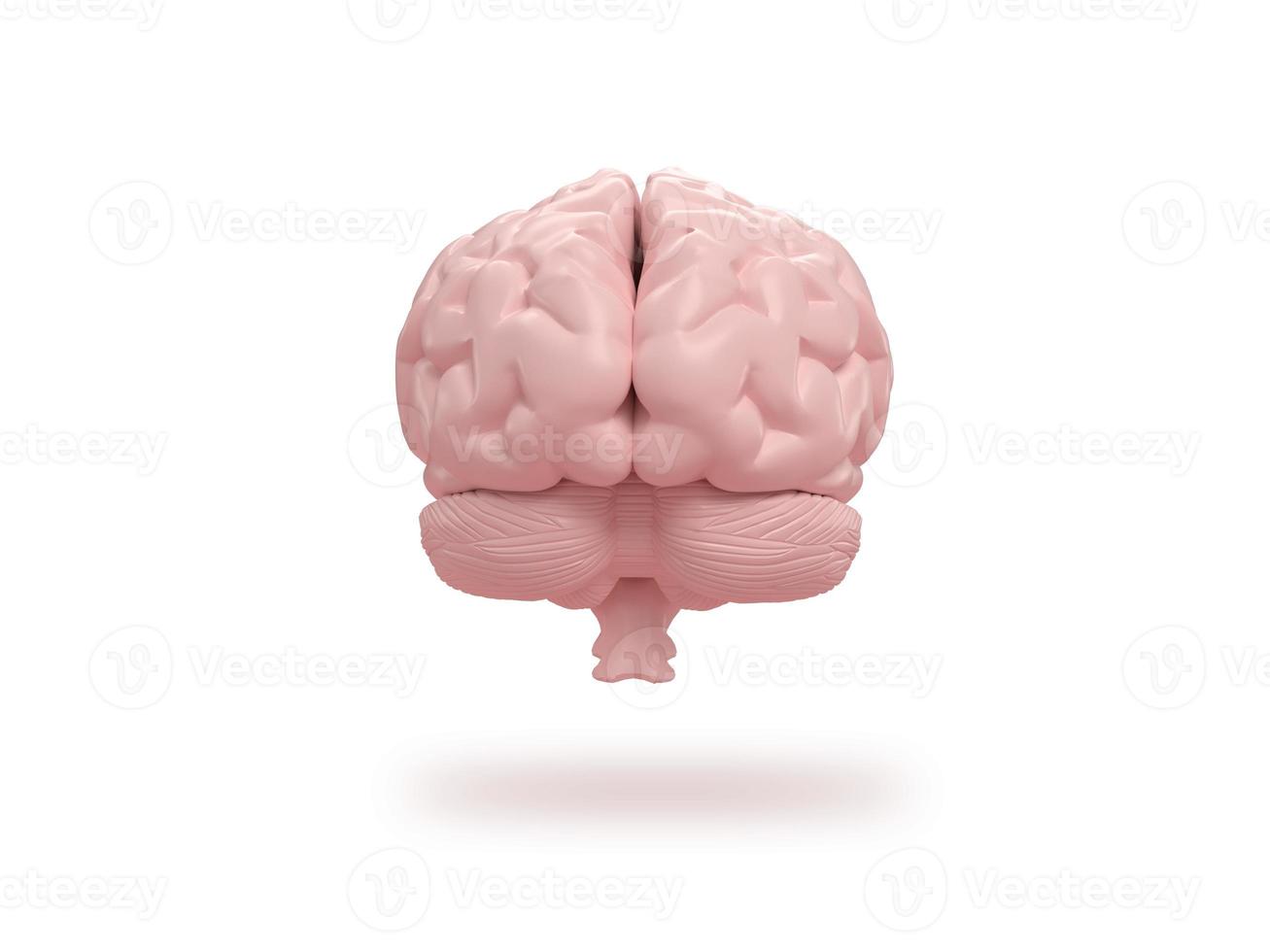 Human brain frontal on isometric white background. photo