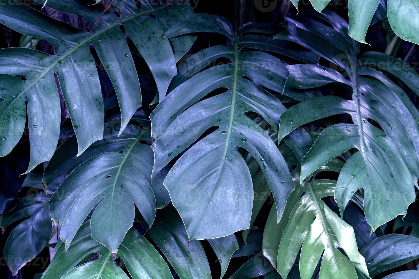 Green leaves pattern,leaf monstera in the forest for nature background photo