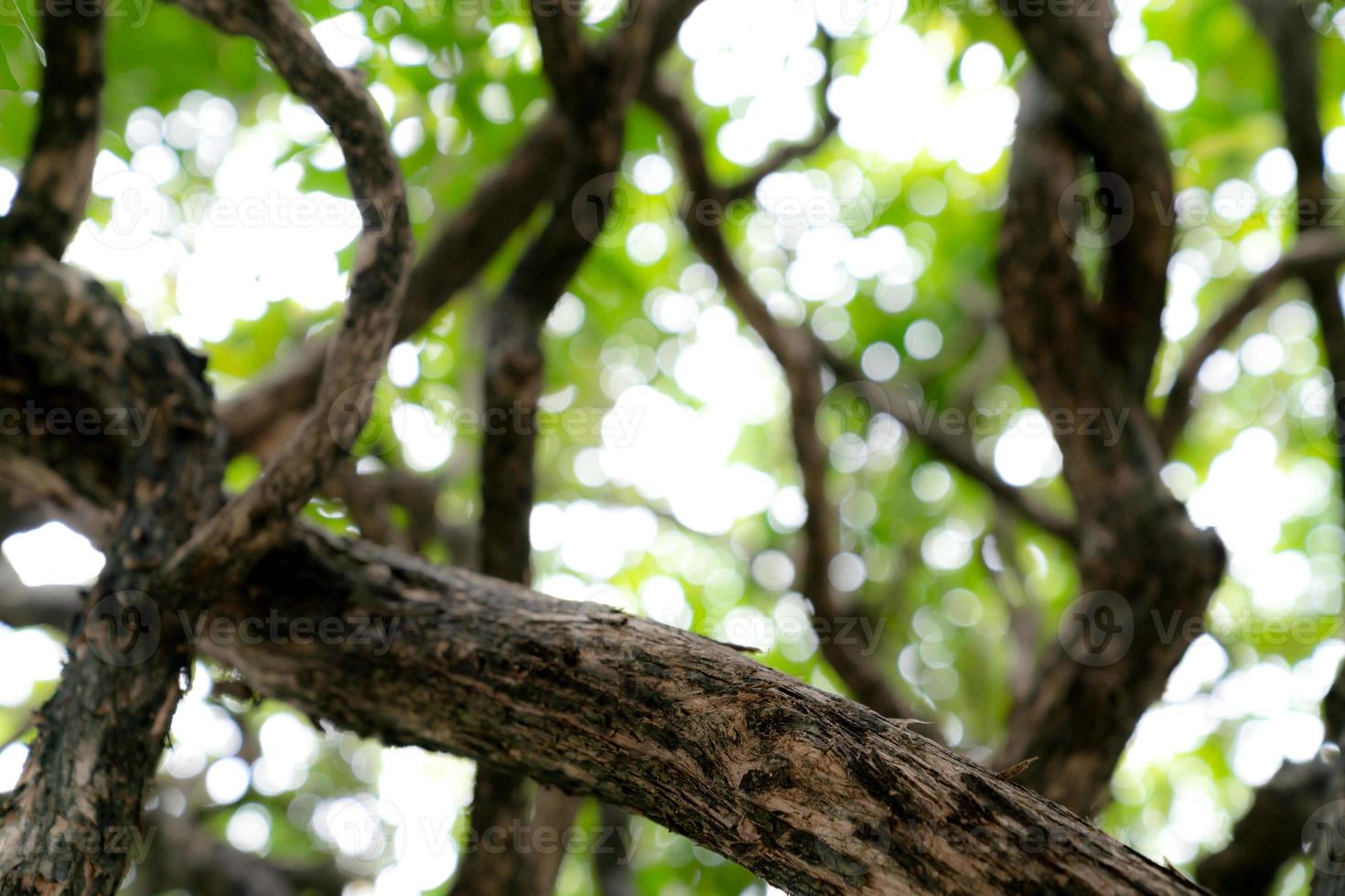 natural green bokeh abstract background,blurred textured photo