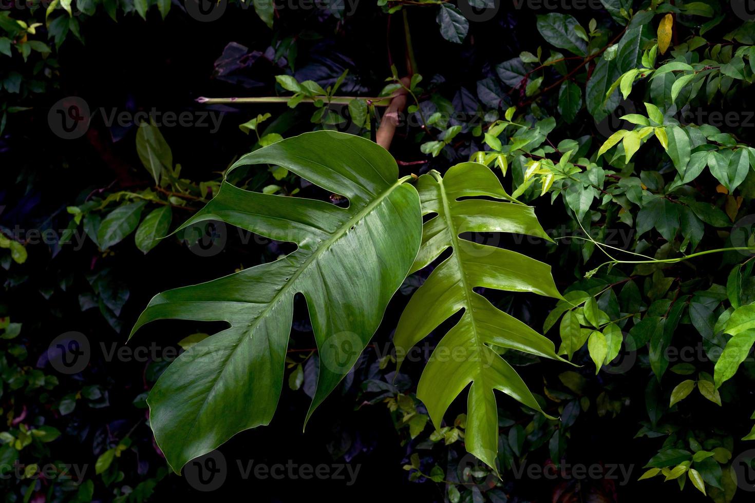 Green leaves pattern,leaf monstera in the forest for nature background photo
