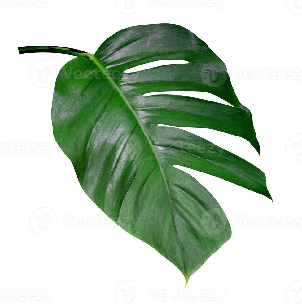 Green leaves pattern,leaf monstera isolated on white background,include clipping path photo