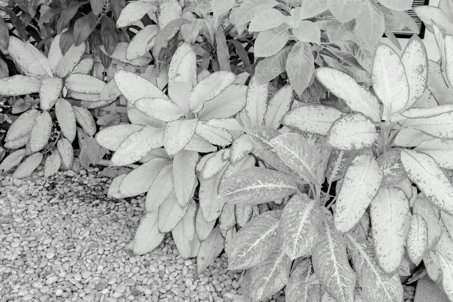 negro y blanco hojas modelo de tonto caña follaje en jardín, hoja exótico tropical foto