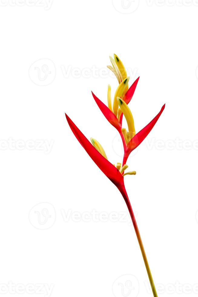 Tropical heliconia psittacorum flowers isolated on white background, photo