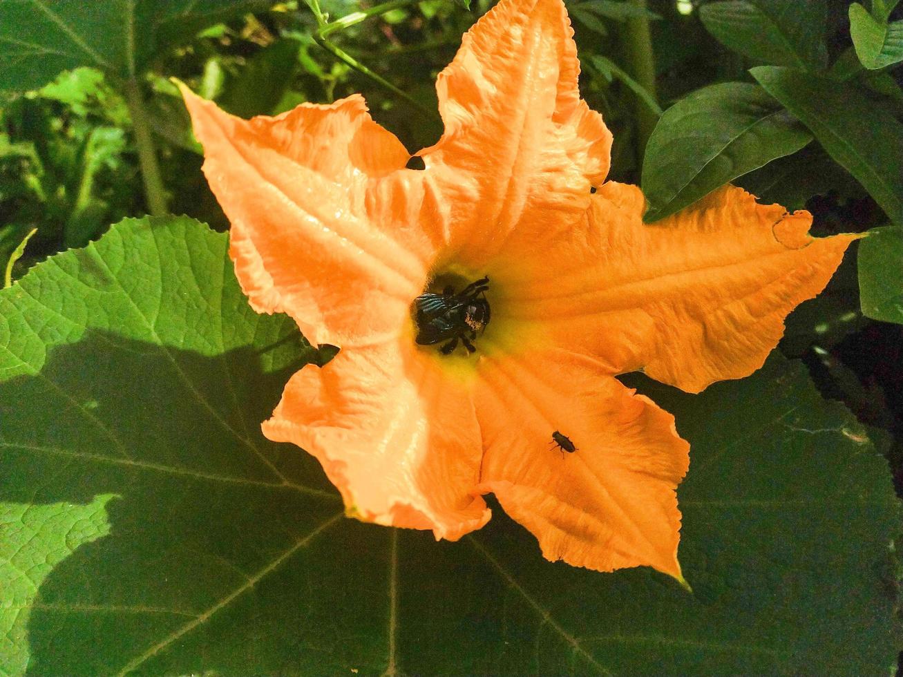 Close up shot of a beautiful orange flower in the sun. Selective focus photo