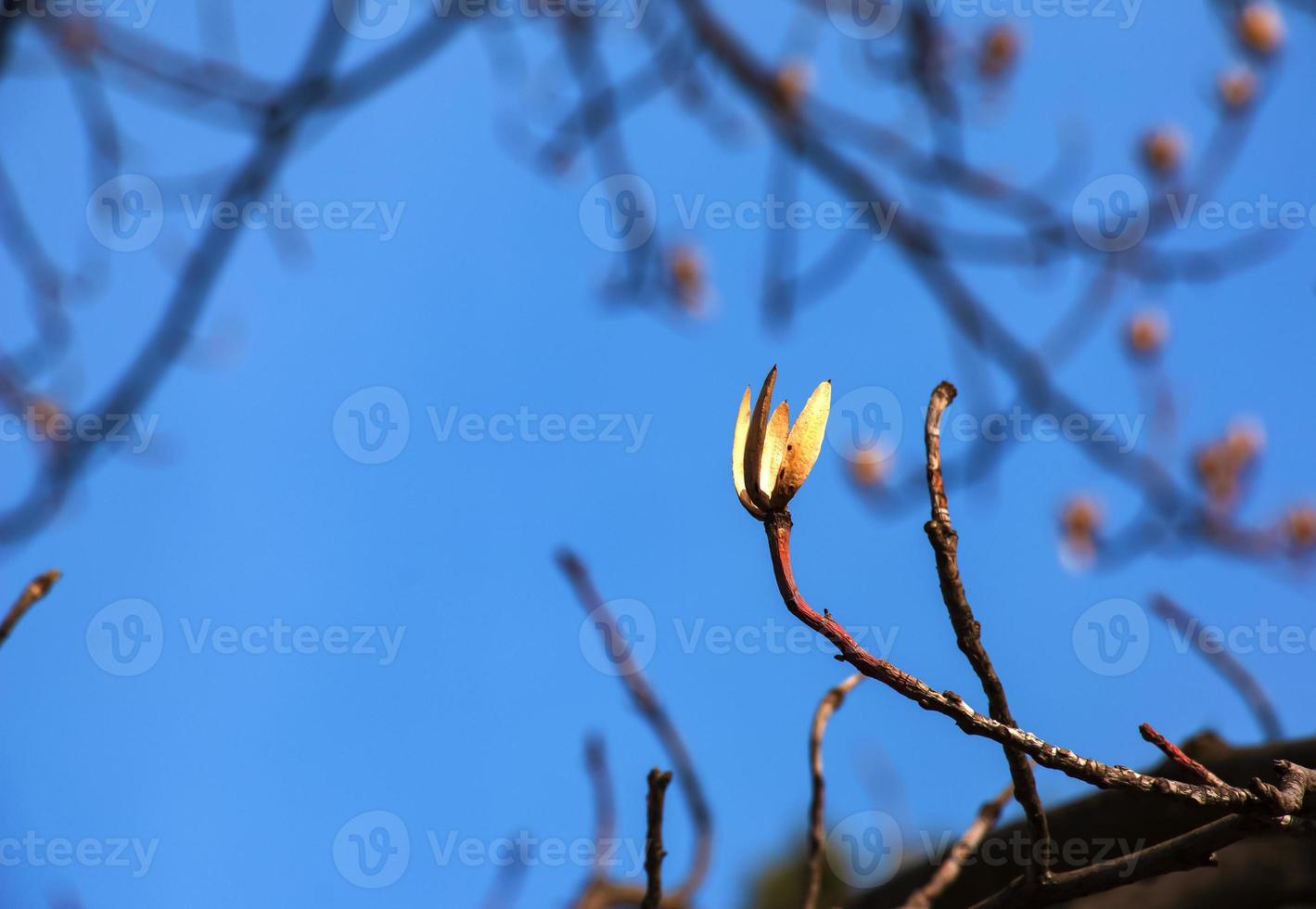 Tulip tree branches with dry flowers and buds against blue sky - Latin name - Liriodendron tulipifera L photo