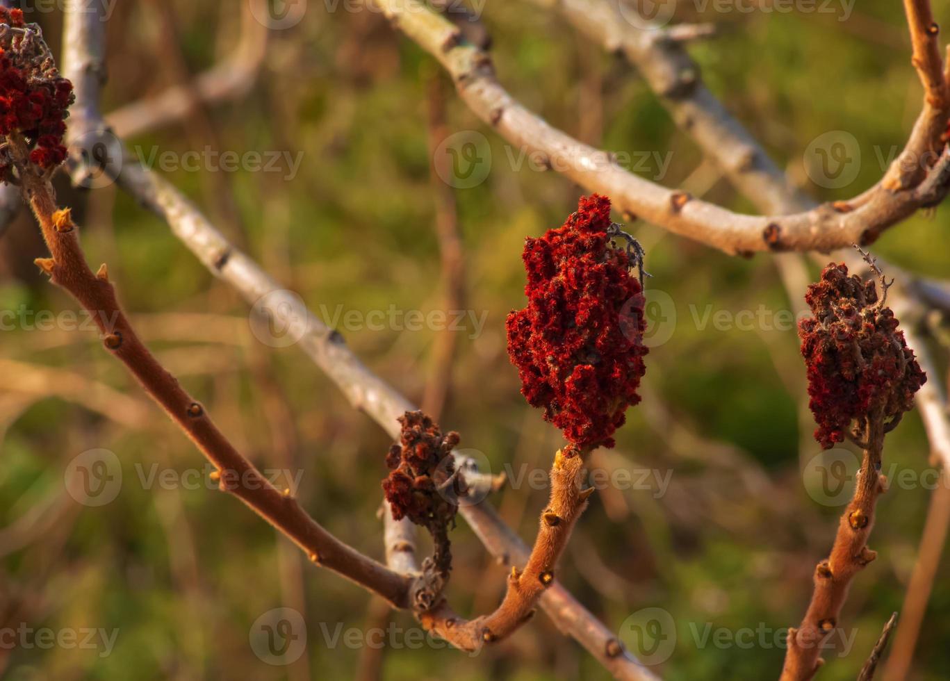 Sumac with deer antlers in early spring. Large branches of Rhus typhina L with last year's bright red fruits. photo