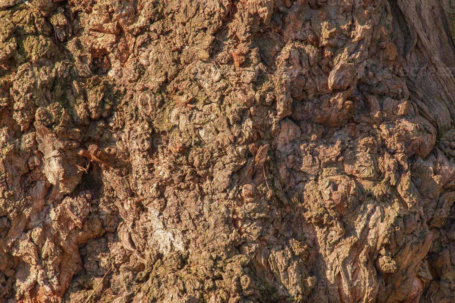 Fragment of the wood structure of the brown bark of an old rowan tree close-up. Natural organic texture background for design. photo