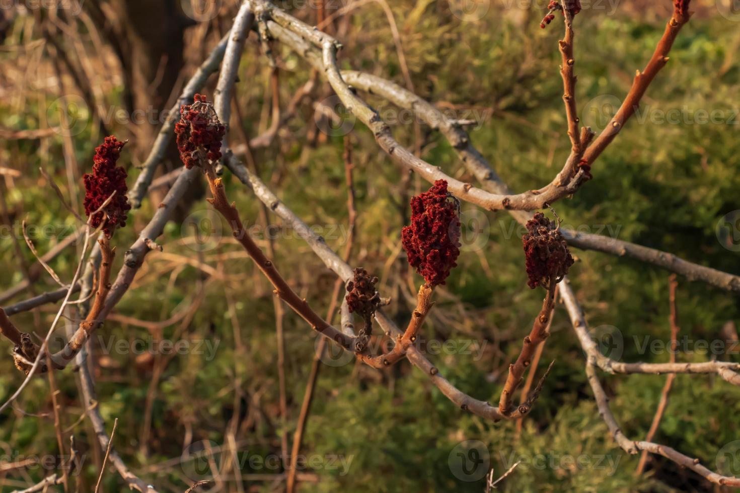 Sumac with deer antlers in early spring. Large branches of Rhus typhina L with last year's bright red fruits. photo