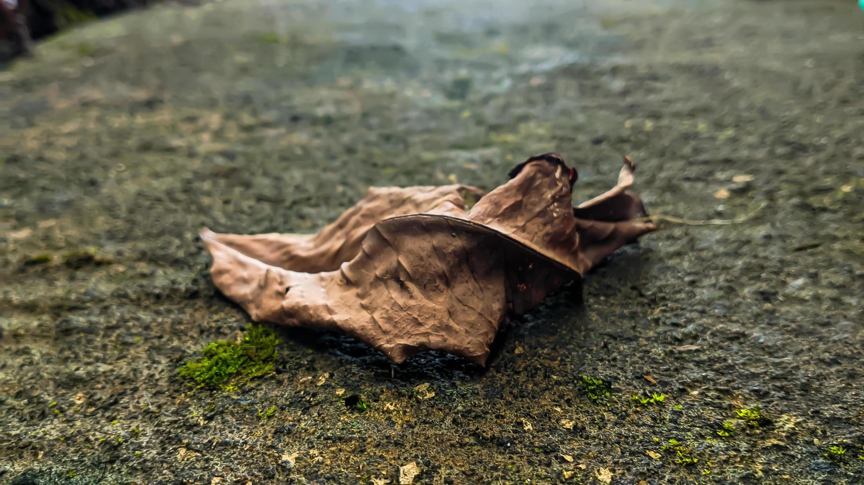 seco hoja laico en el gris rocoso superficie en el centro. vacío espacio para diseño y texto. naturaleza fondos de pantalla foto