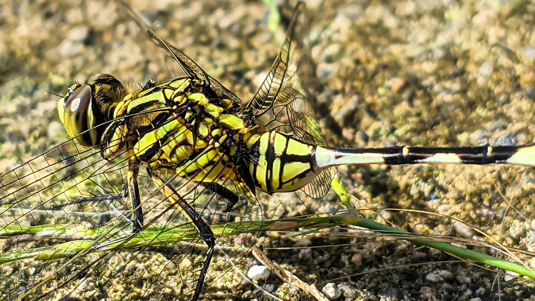 a yellow-green dragonfly perched on a brown rocky surface during the day, side view photo