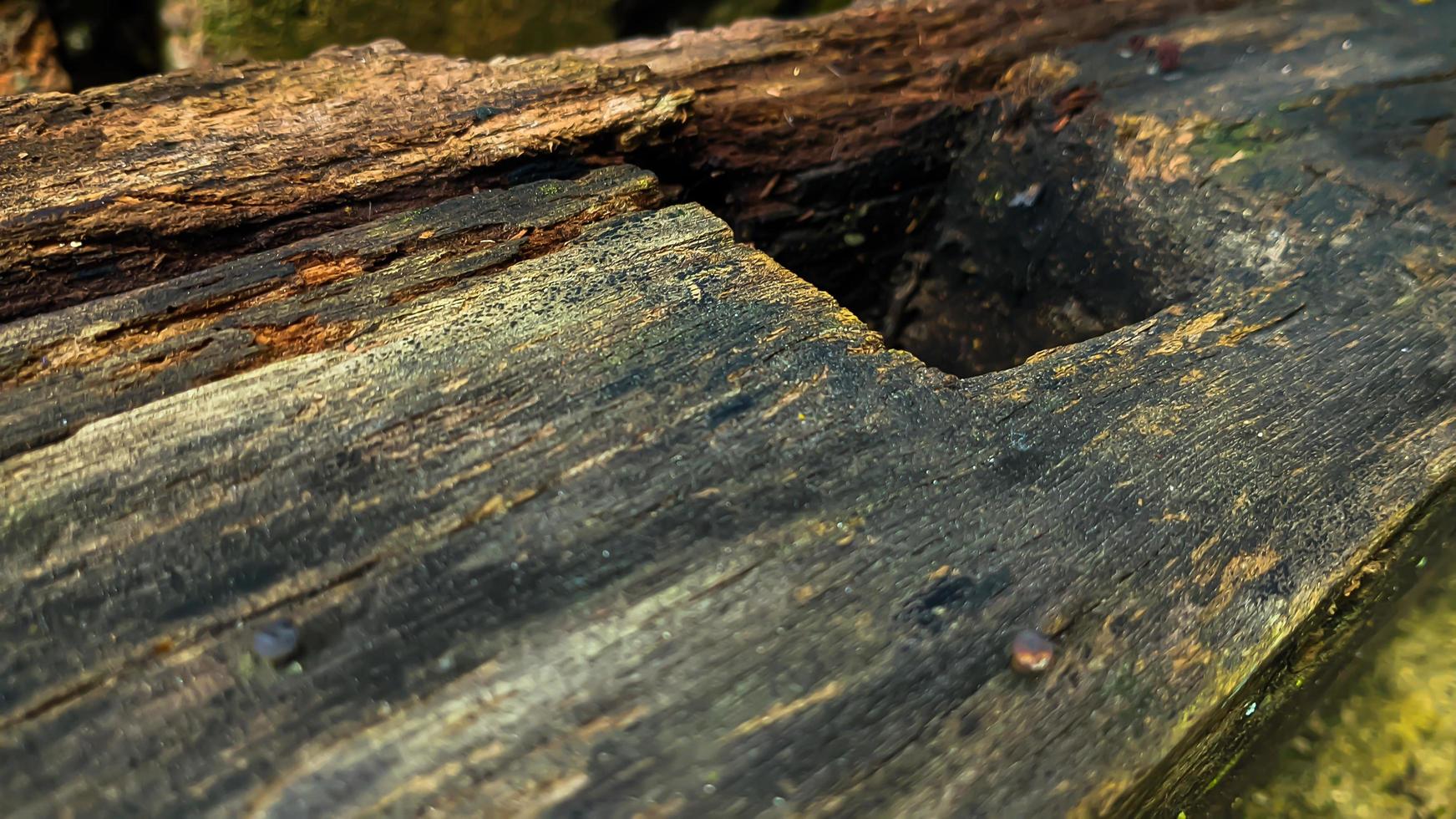 Old rotted and damp wood log with cracks, hole and moss. Empty space for design and text. Natural wallpaper. No people. photo