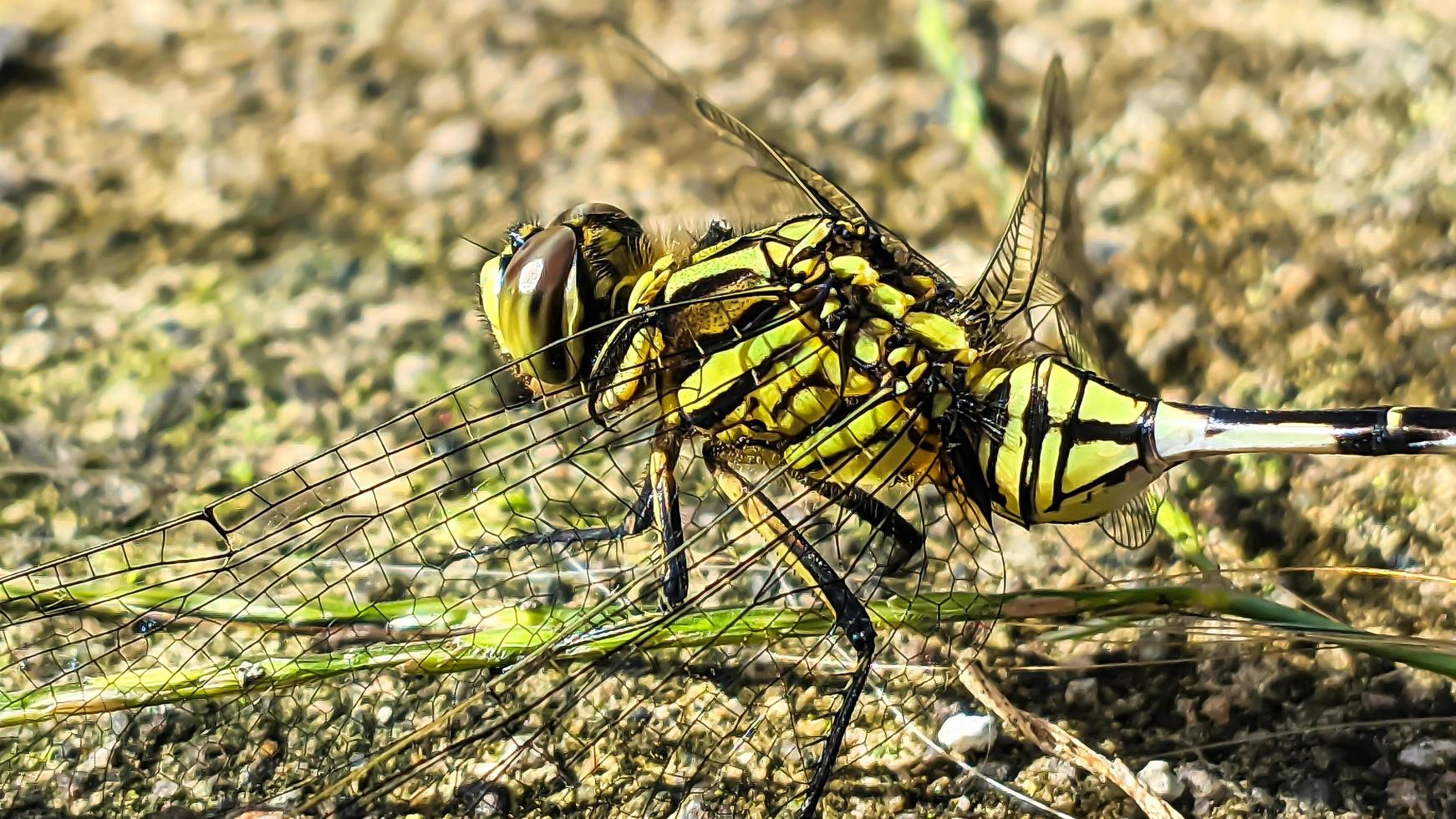 a black-green dragonfly perched on a brown rocky surface during the day, side view photo