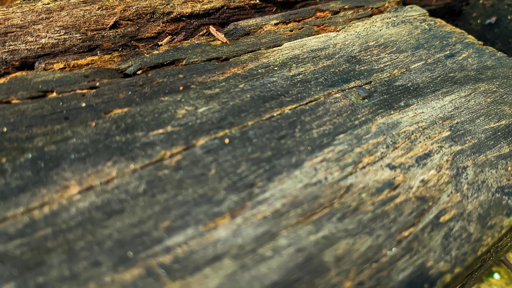 Old rotted and damp wood with cracks and moss. Empty space for design and text. Natural wallpaper. No people. photo