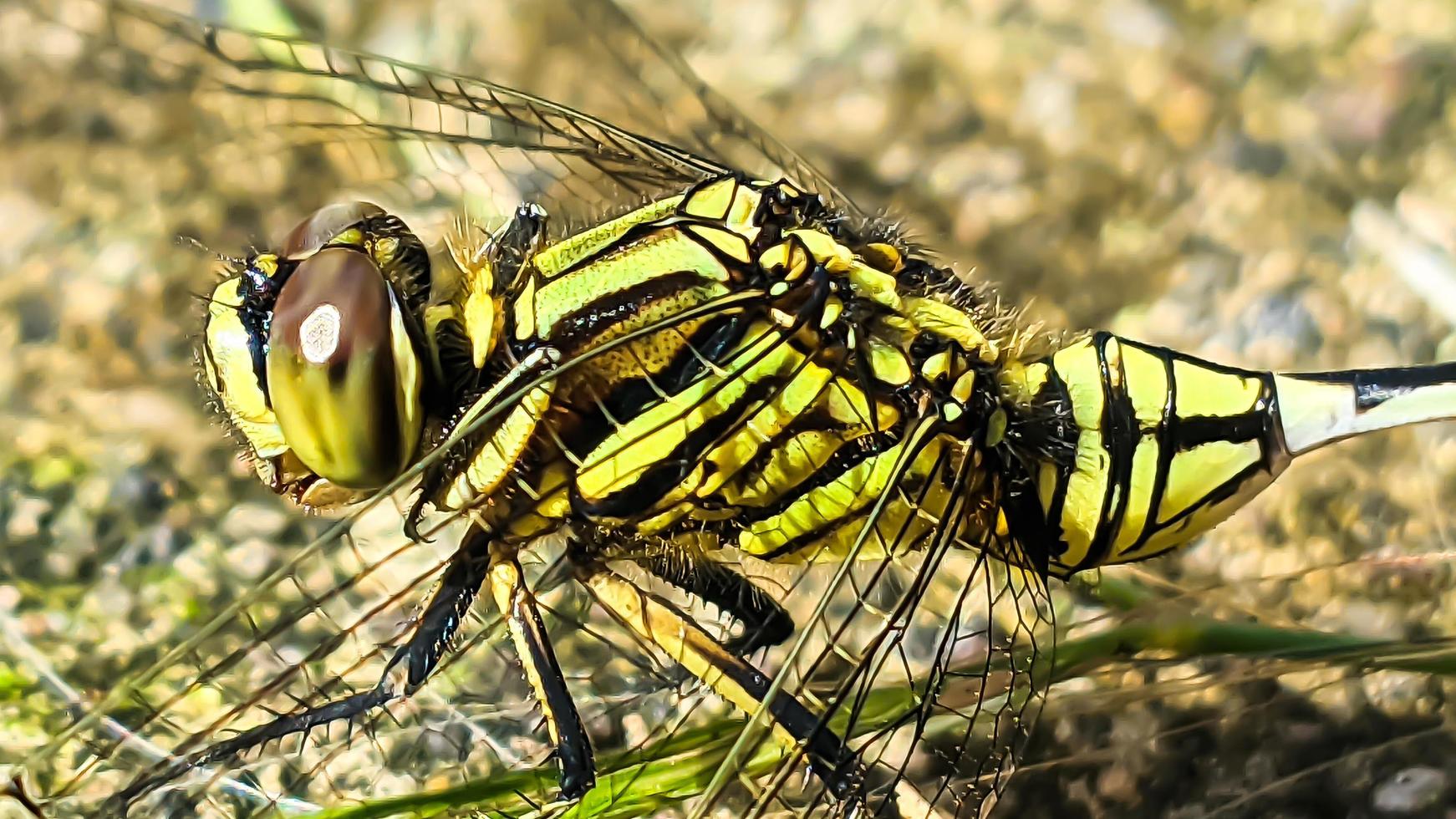 a yellow dragonfly perched on a brown rocky surface during the day, side view photo