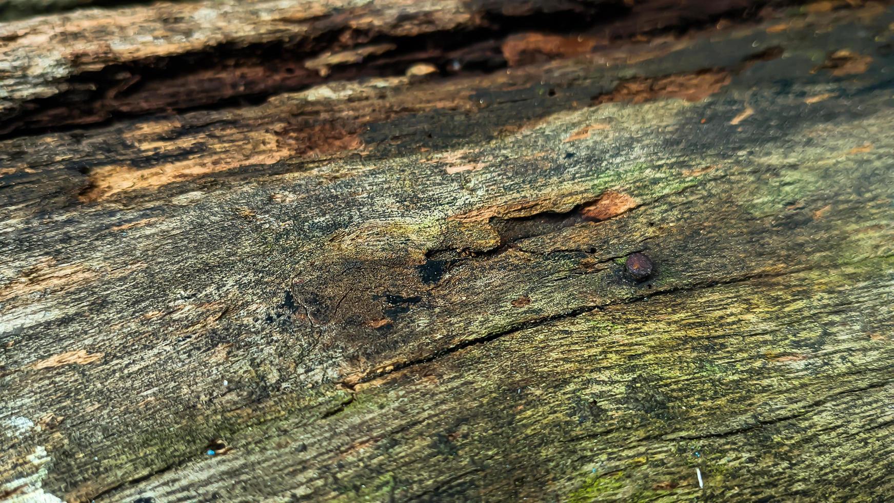 Old rotted and damp wood log with cracks and dirty moss. Empty space for design and text. Natural wallpaper. No people. photo