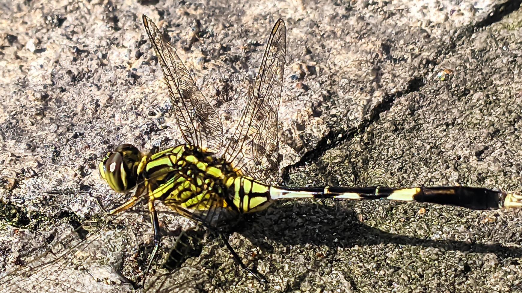 a yellow-green dragonfly perched on a grey rocky surface during the day, side view photo