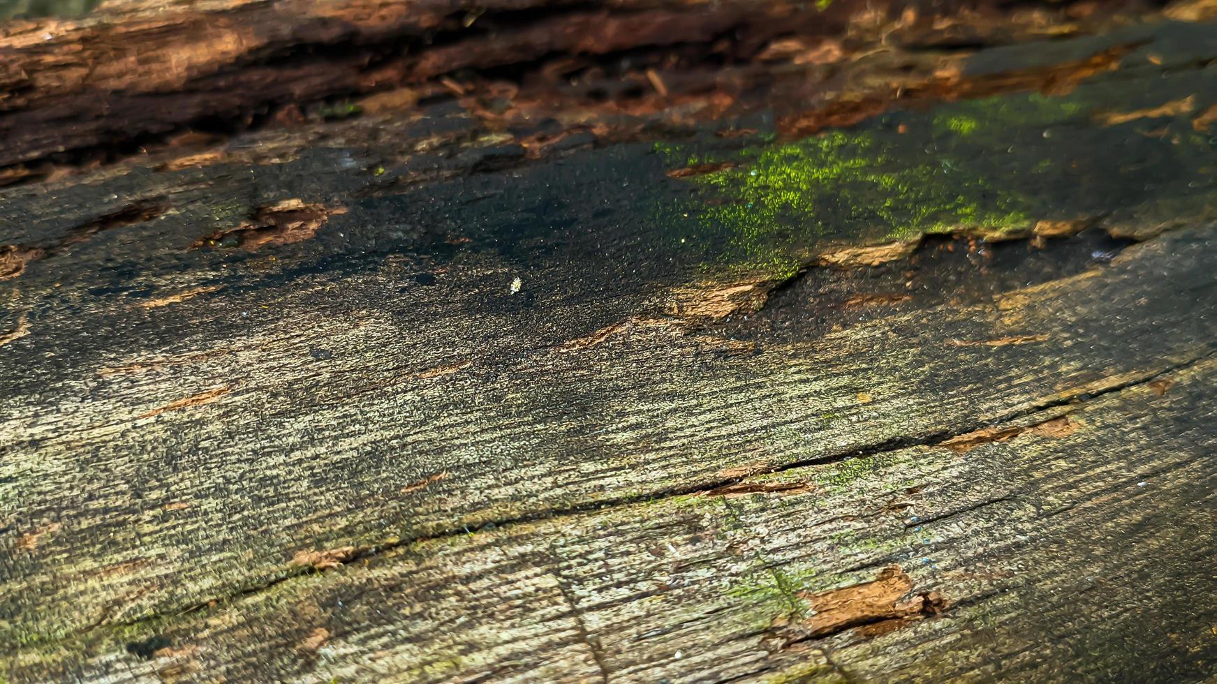 Rotted and damp wood log with cracks and moss. Empty space for design and text. Natural wallpaper. No people. photo