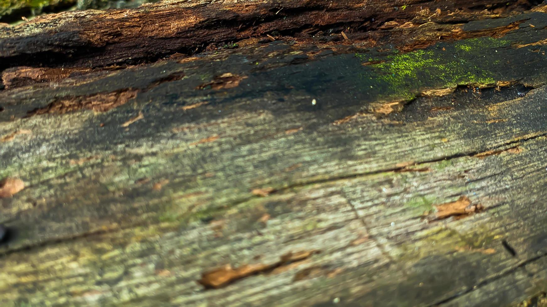 Old rotted and damp wood log with cracks and green moss. Empty space for design and text. Natural wallpaper. No people. photo