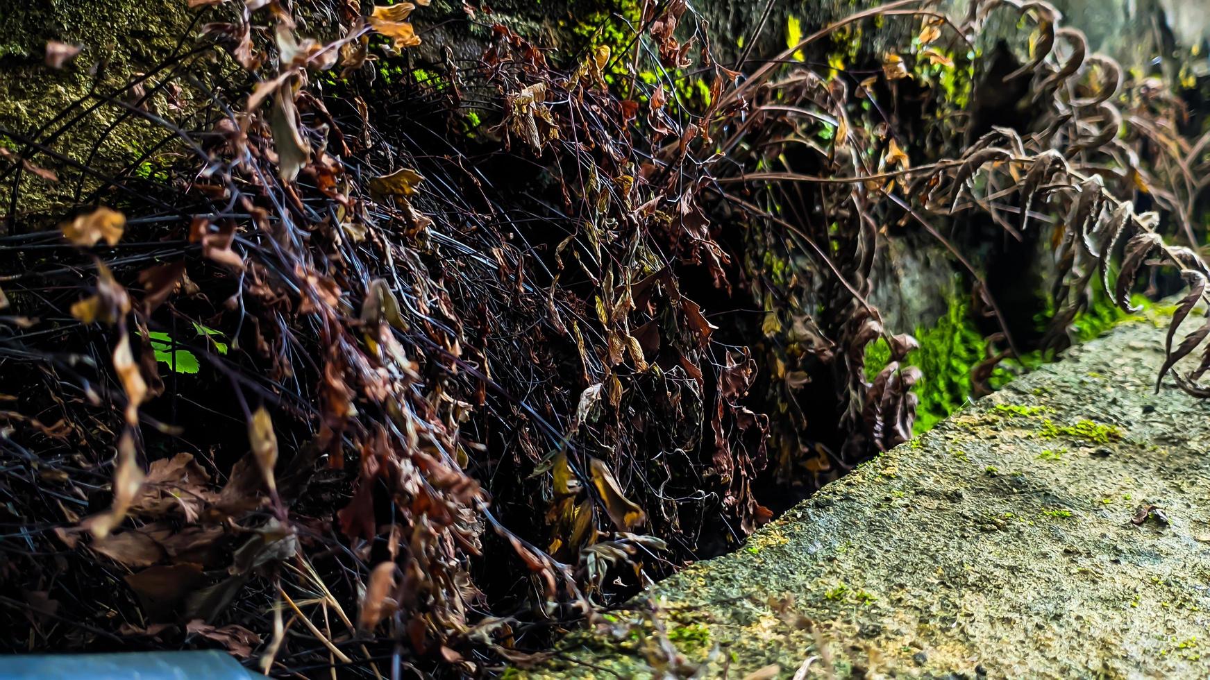 a wild plant with dry, brown leaves growing on a wall. Empty space for design and text. Nature wallpapers. photo