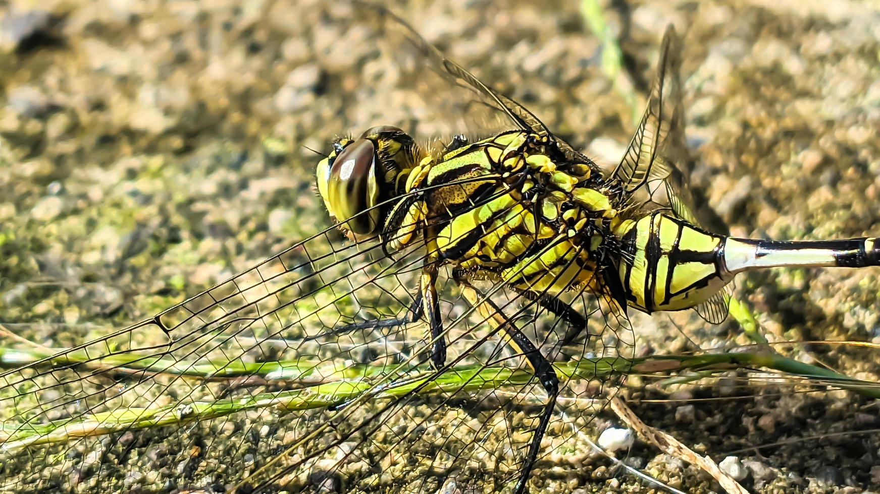 a green dragonfly perched on a brown rocky surface during the day, side view photo