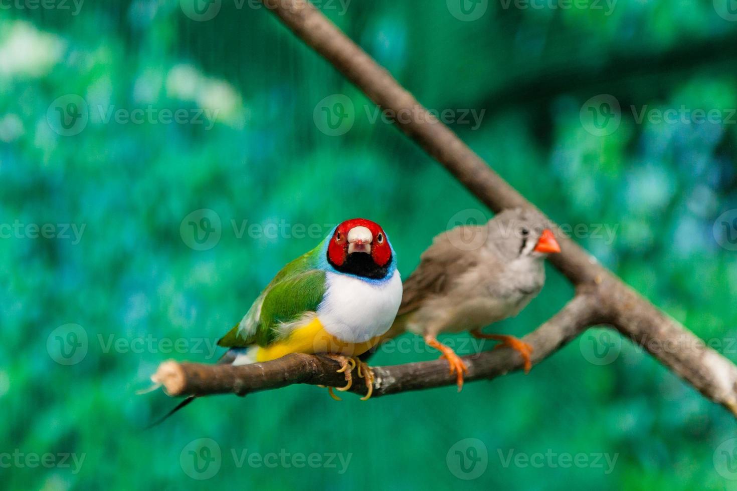 hermosos pájaros guldova amadina erythrura gouldiae sentado en una rama foto