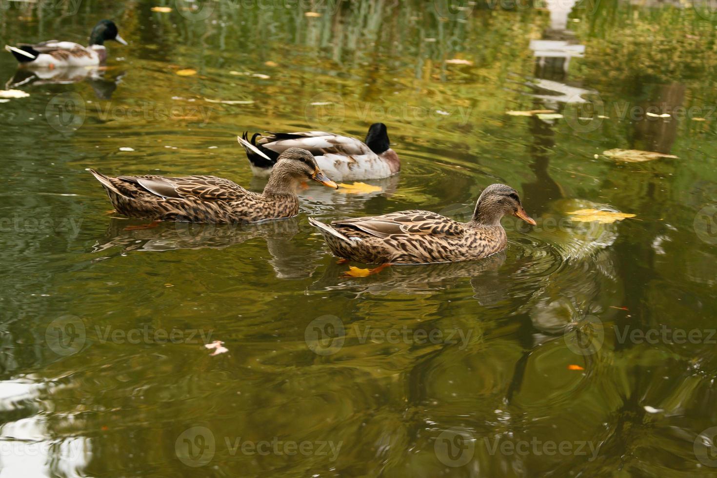 patos nadando en el lago foto