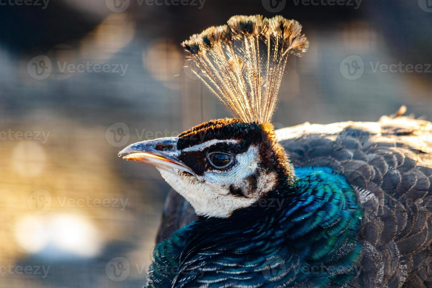 beautiful peacock head with a tuft photo