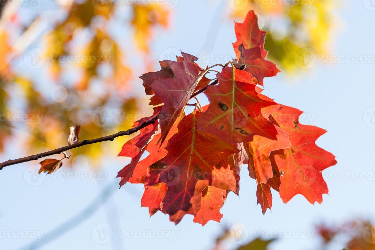 Autumn red oak leaves photo