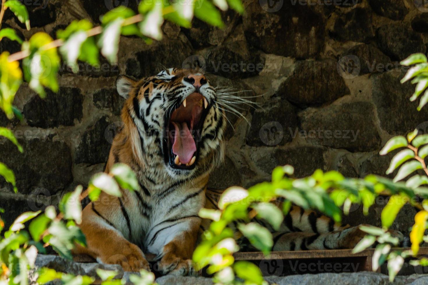 Tiger resting in the shade close up photo