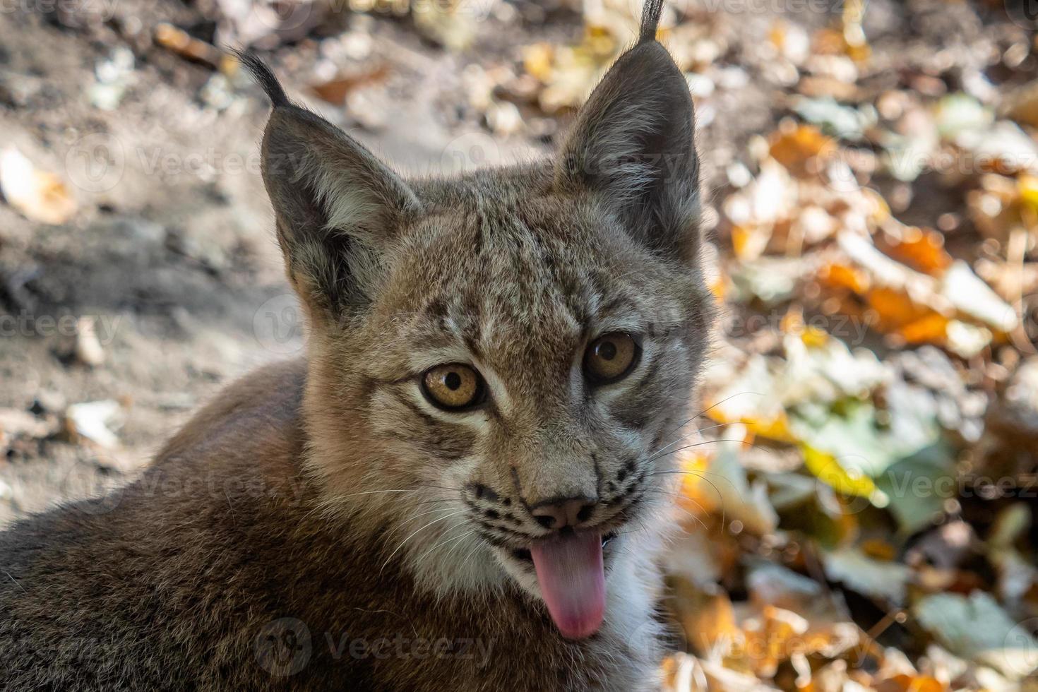 Eurasian Lynx and autumn leaves in background photo