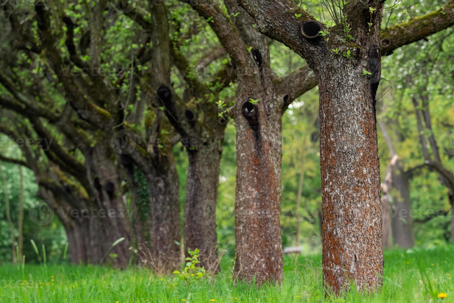 Cherry orchard. Tree trunk cherry in a row. Cherry trees alley. photo