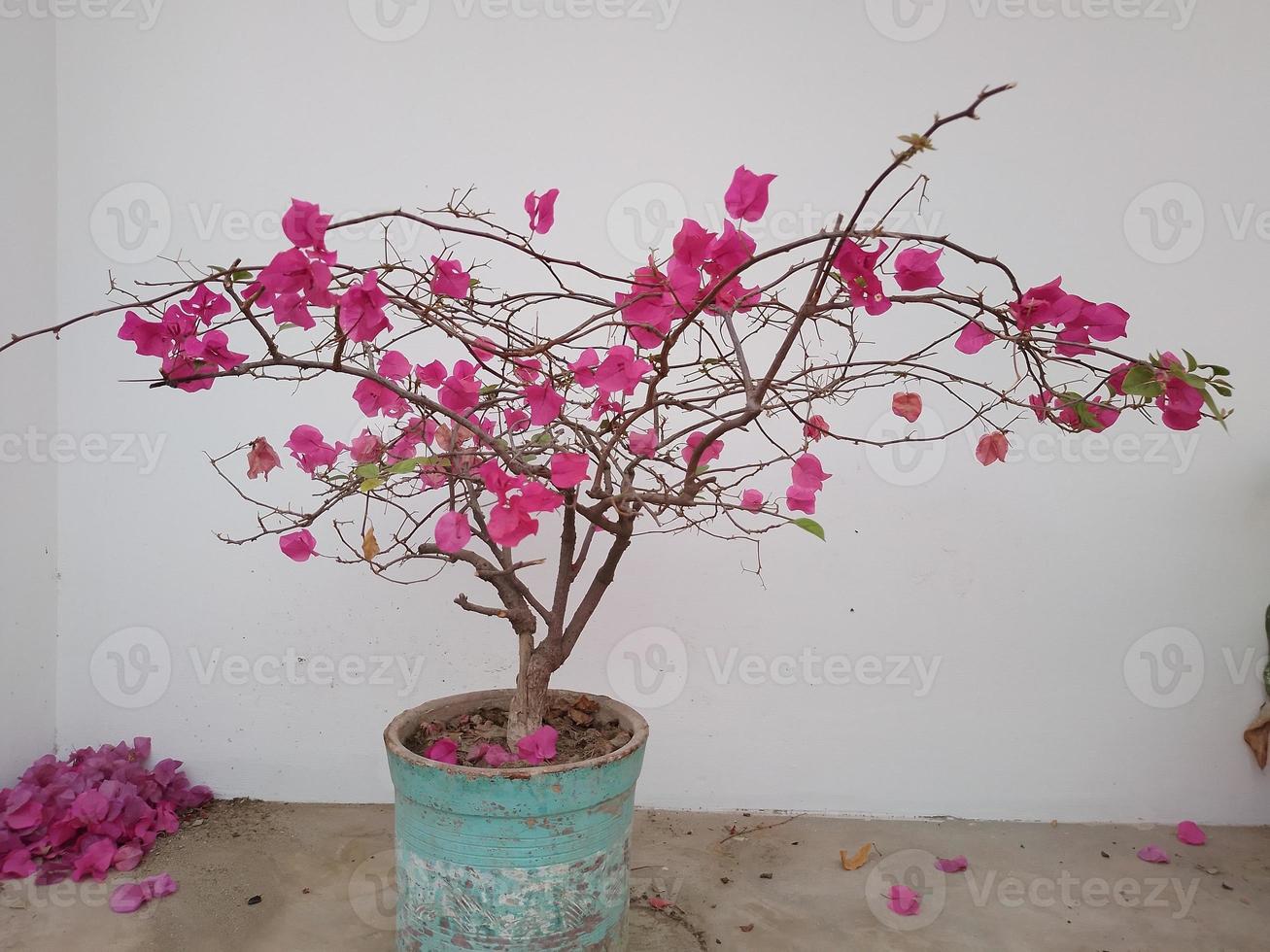 Bougainvillea Flower Plant in a Pot at Home garden photo
