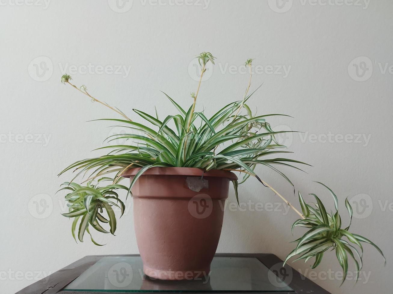 Spider Plants In a Brown Pot at House photo