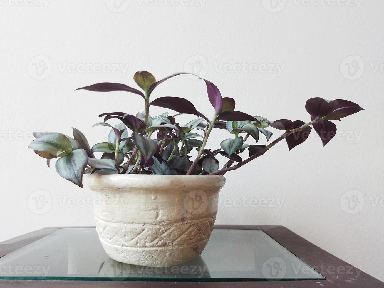 púrpura corazón planta en el maceta a hogar foto