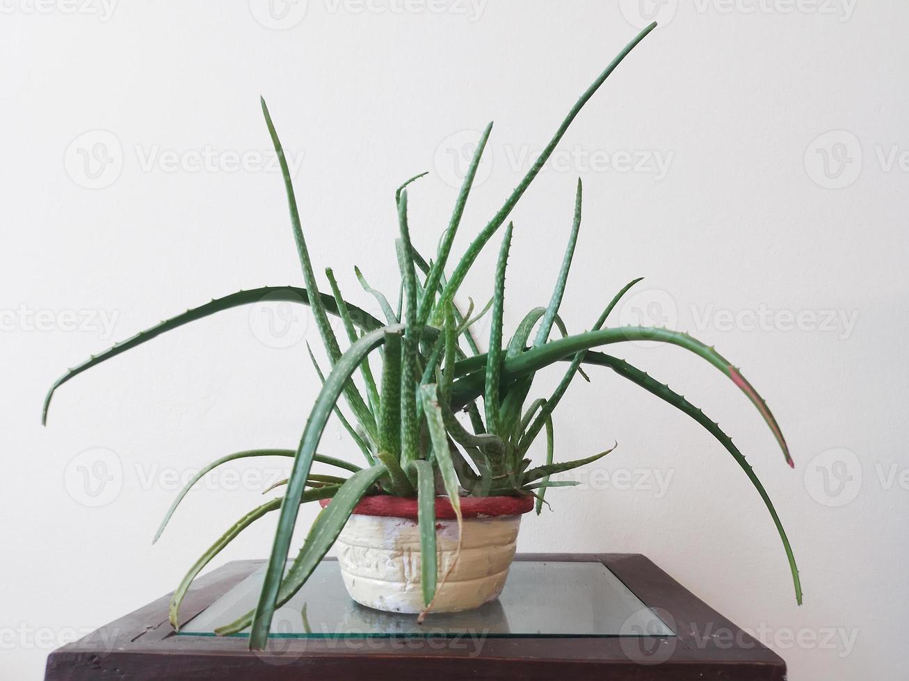 áloe vera planta en un flor maceta a casa foto