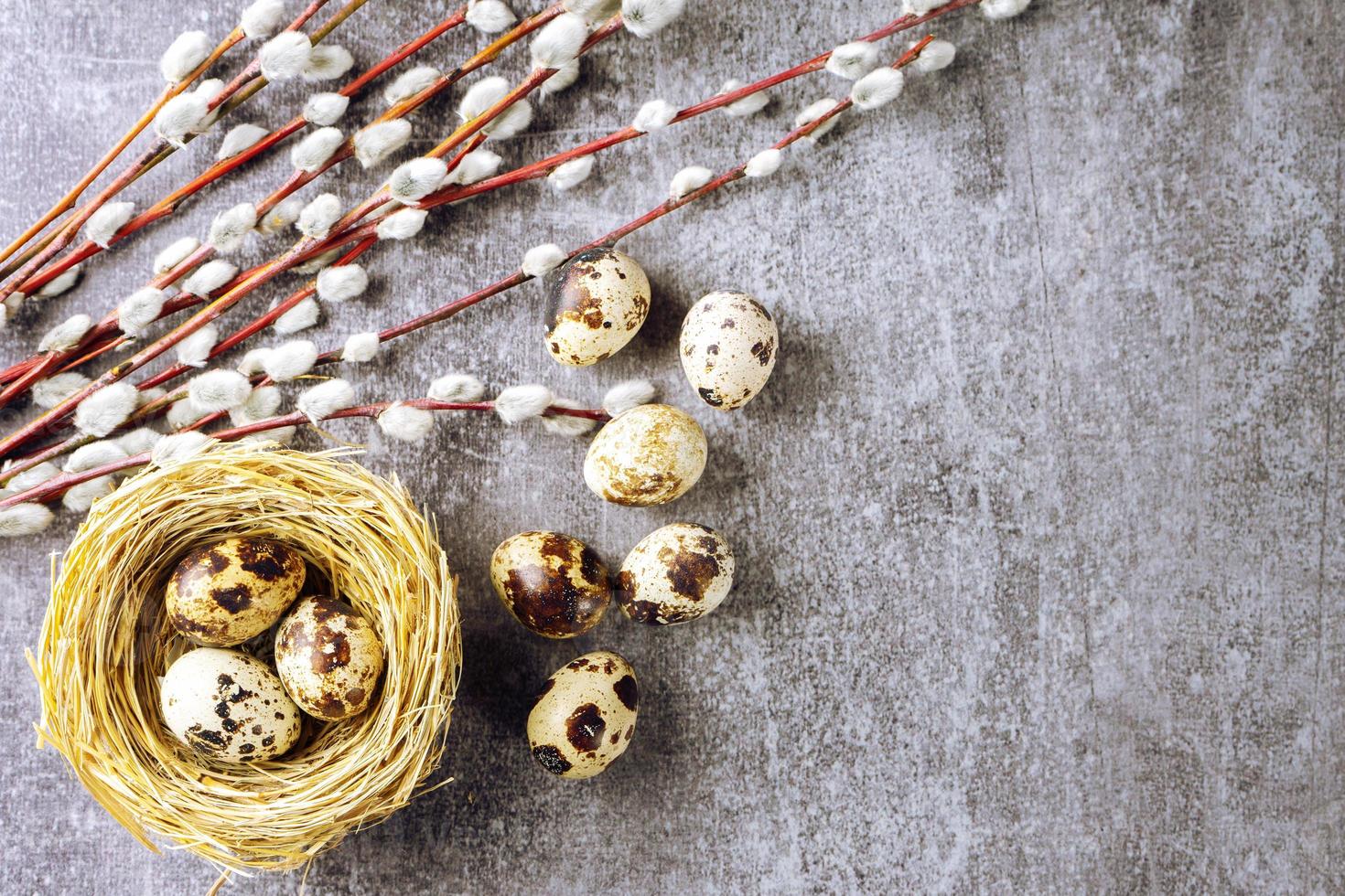 Easter quail eggs in nest and willow branch on grey concrete background photo