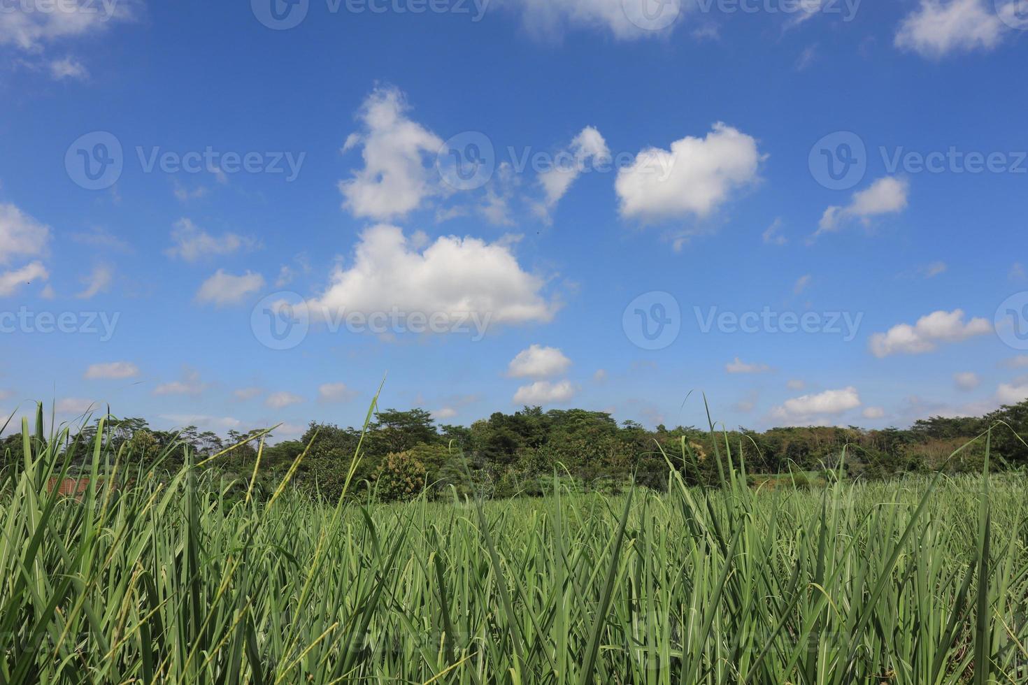 Green Fields of Abundant Growth photo