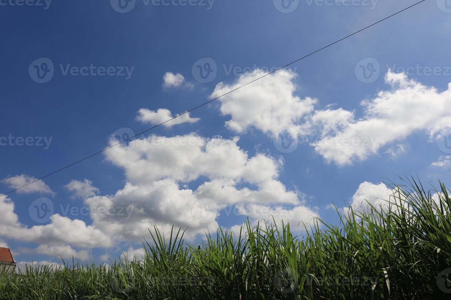 Green Fields of Abundant Growth photo