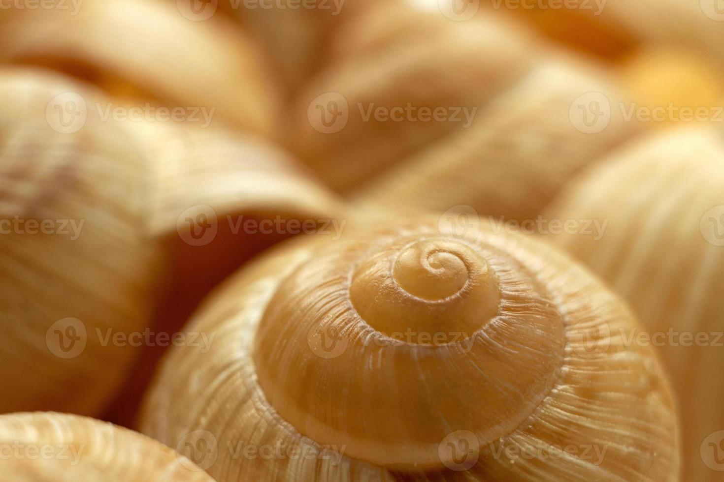 Background of snail shells in close-up. Macro photography of the texture of a seashell. Selected sharpness photo