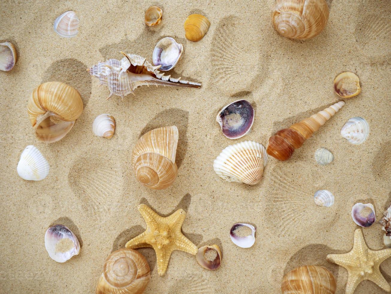 The concept of summer, rest, sea, travel. Starfish and seashells on the sand. top view of sandy background with dunes photo
