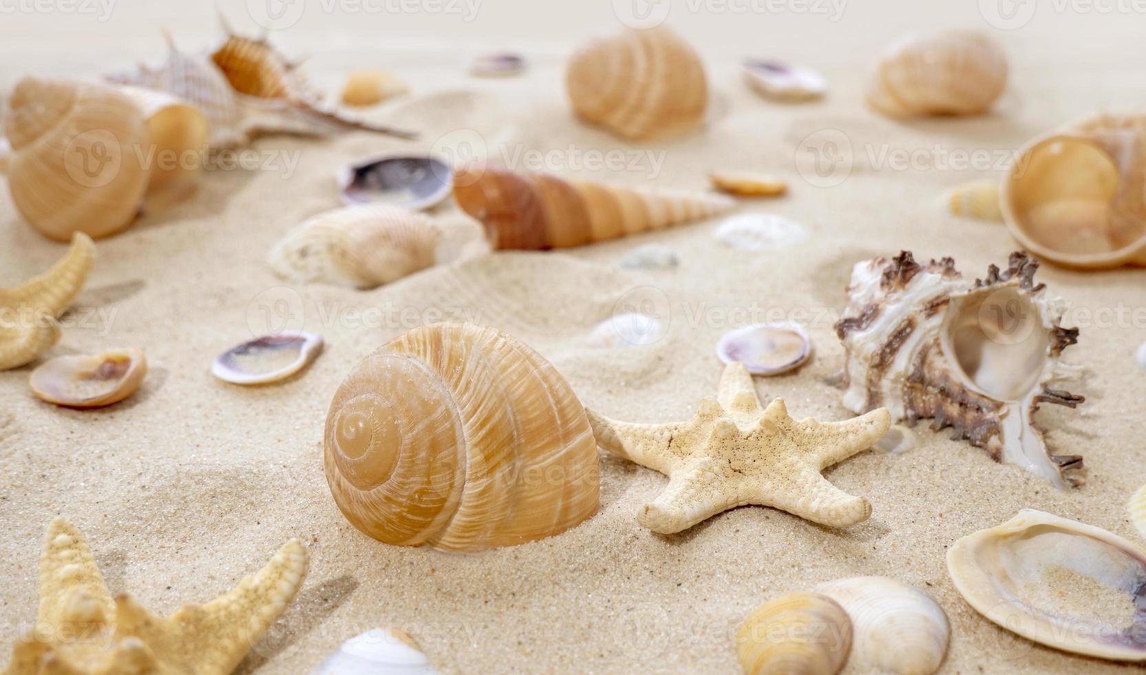 el concepto de verano, descanso, mar, viajes. estrellas de mar y conchas marinas en la arena. vista superior del fondo arenoso con dunas foto