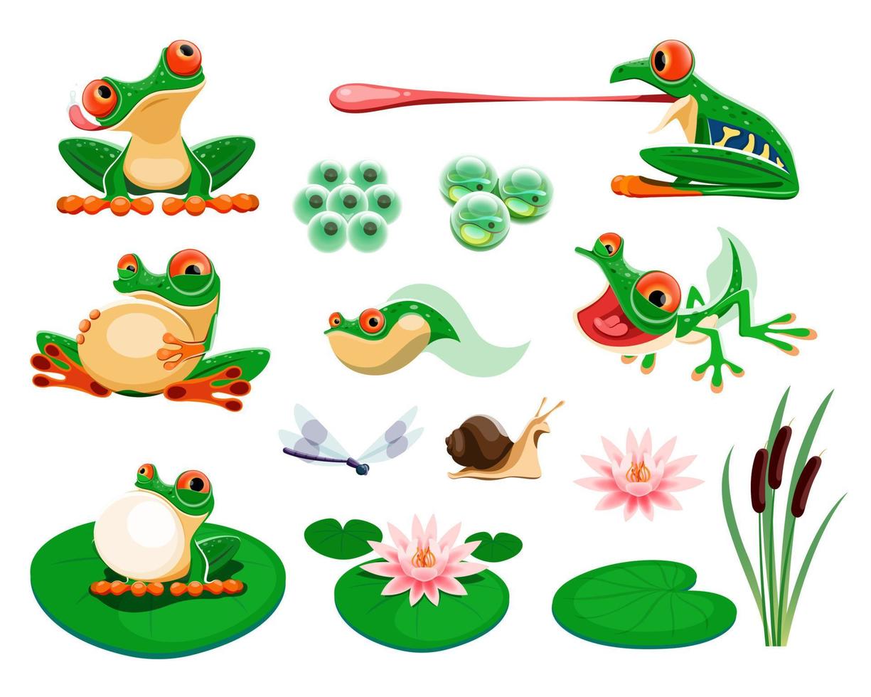 ranas con agua lirio hojas y flores, Junco, libélula, caracol. anfibio vida ciclo, huevos, renacuajo, ranita exótico rana croar y caza dibujos animados vector conjunto