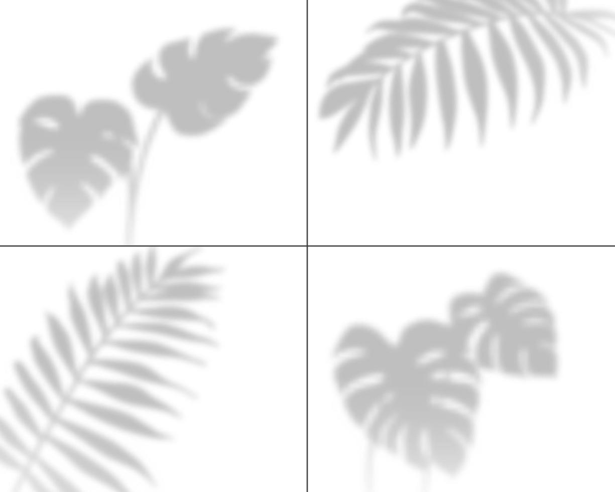 Plant shadows. Realistic palm leaves overlay shadow, transparent tropic tree foliage wall overshadow. Isolated shades vector set