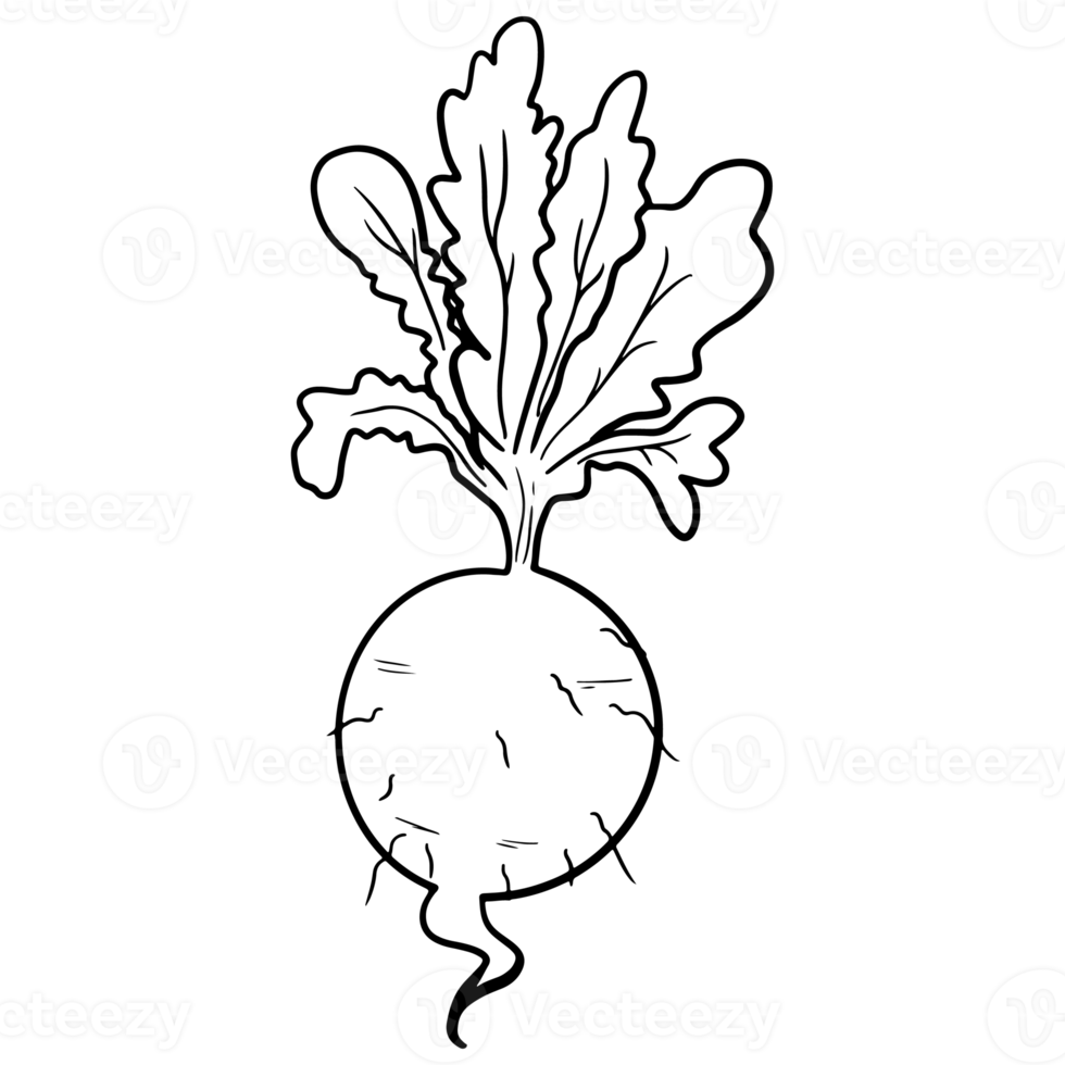 beetroot outline, Agriculture plant, Salad ingredient, Vegetable farm