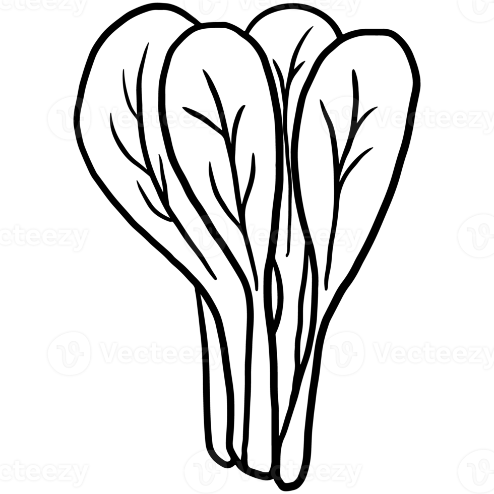 Mustard Greens, lettuce for vegetables Illustration 21076910 PNG